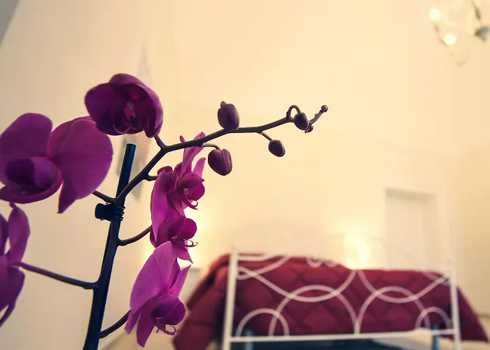 Oda ve Kahvaltı Kapsott Bisceglie